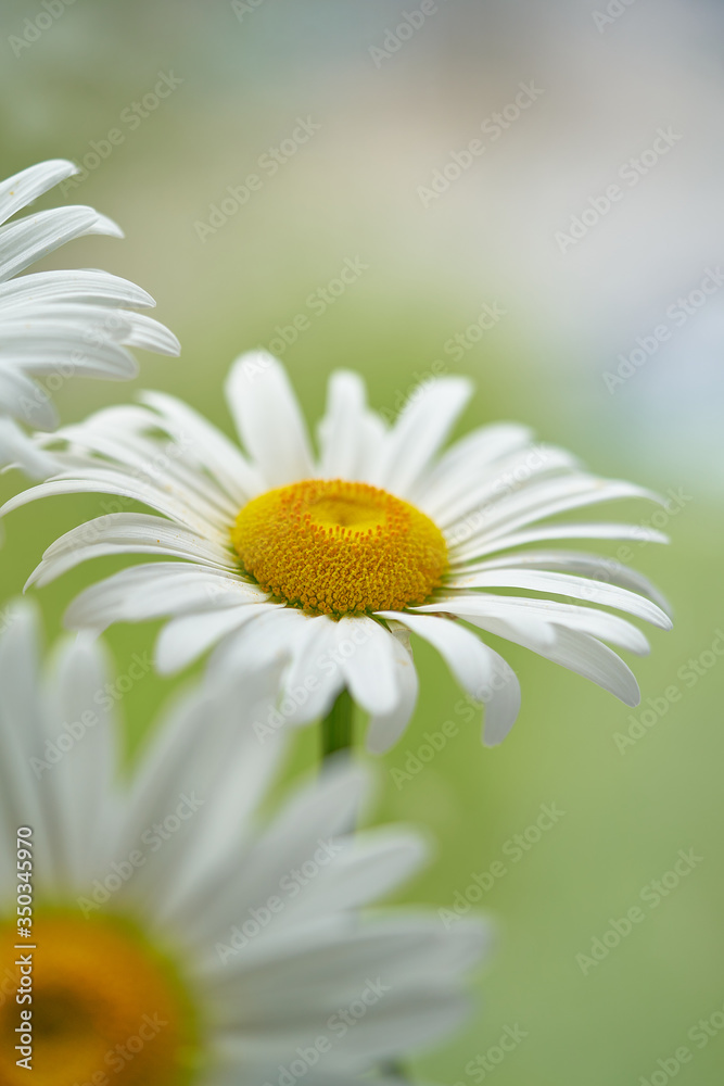 Fototapeta premium daisy flower growing on a green background