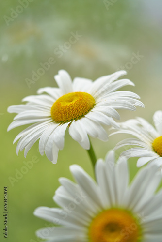 daisy flower growing on a light background