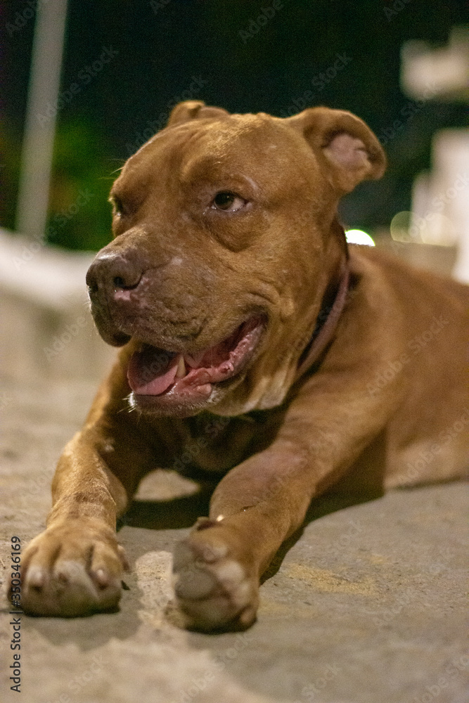 A large brown pit bull dog rests on concrete on a summer night