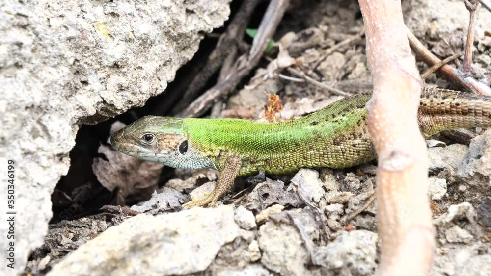European green lizard (Lacerta viridis) sunbathing in the morning European green lizard (Lacerta viridis) sunbathing in the morning