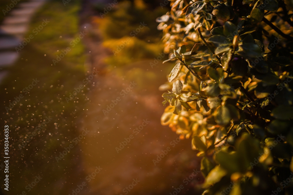 Euonymus tree with rain drops in beautiful sunlight. Gardening background. Euonymus tree with rain drops in beautiful sunlight. Gardening background.