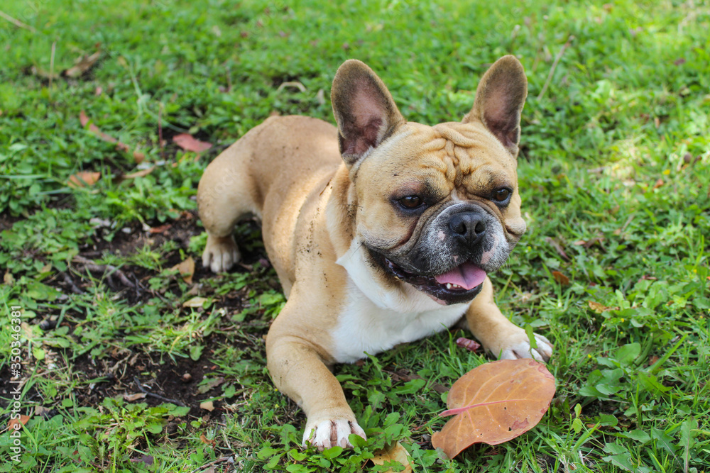 French bulldog cream color happy lying on the green grass