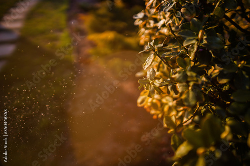 Euonymus tree with rain drops in beautiful sunlight. Gardening background.