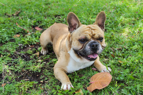 French bulldog cream color happy lying on the green grass © Natalia