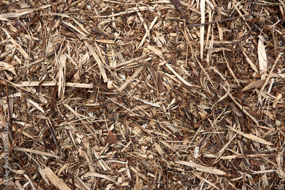 Fir cones forest background. Fir tree and pine tree cones texture. Texture of a forest floor with green moss, twigs and dried leaves. Fir cones forest background. Fir tree and pine tree cones texture. Texture of a forest floor with green moss, twigs and dried leaves.