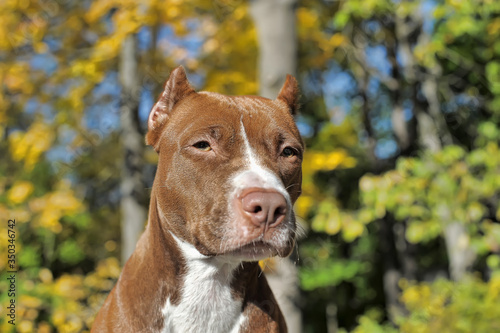 portrait of brown with white pit bull terrier photo