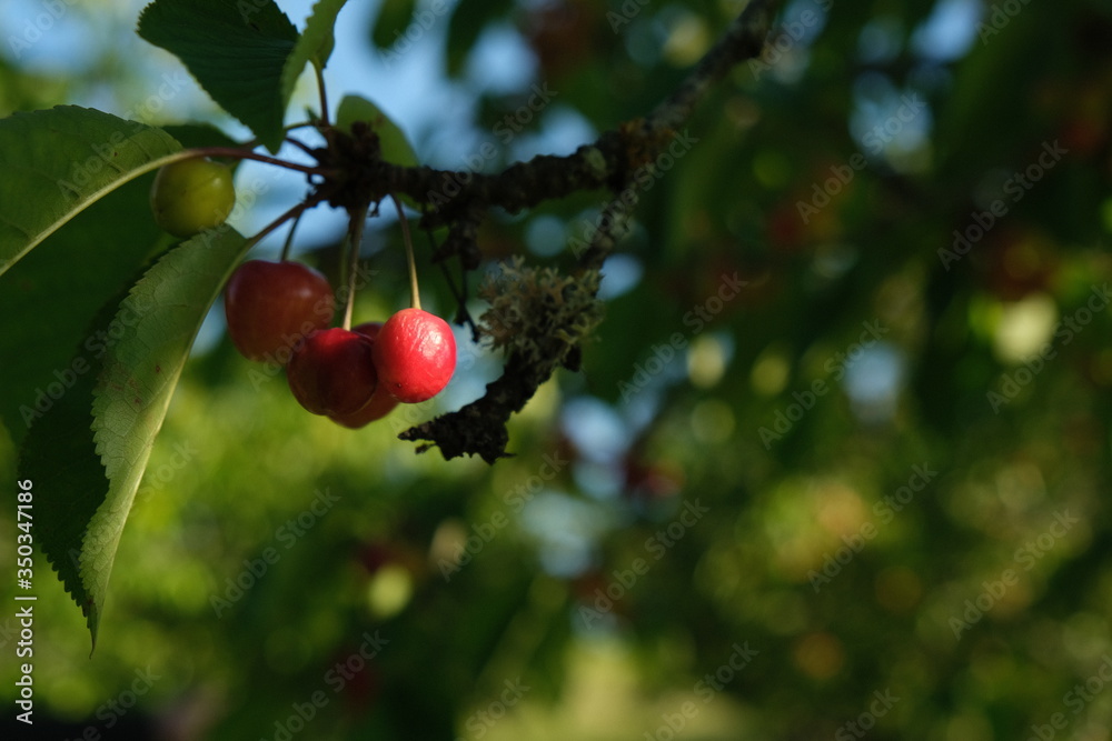 Obraz premium Cerise