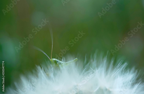 kleiner Grashüpfer auf einer Blume