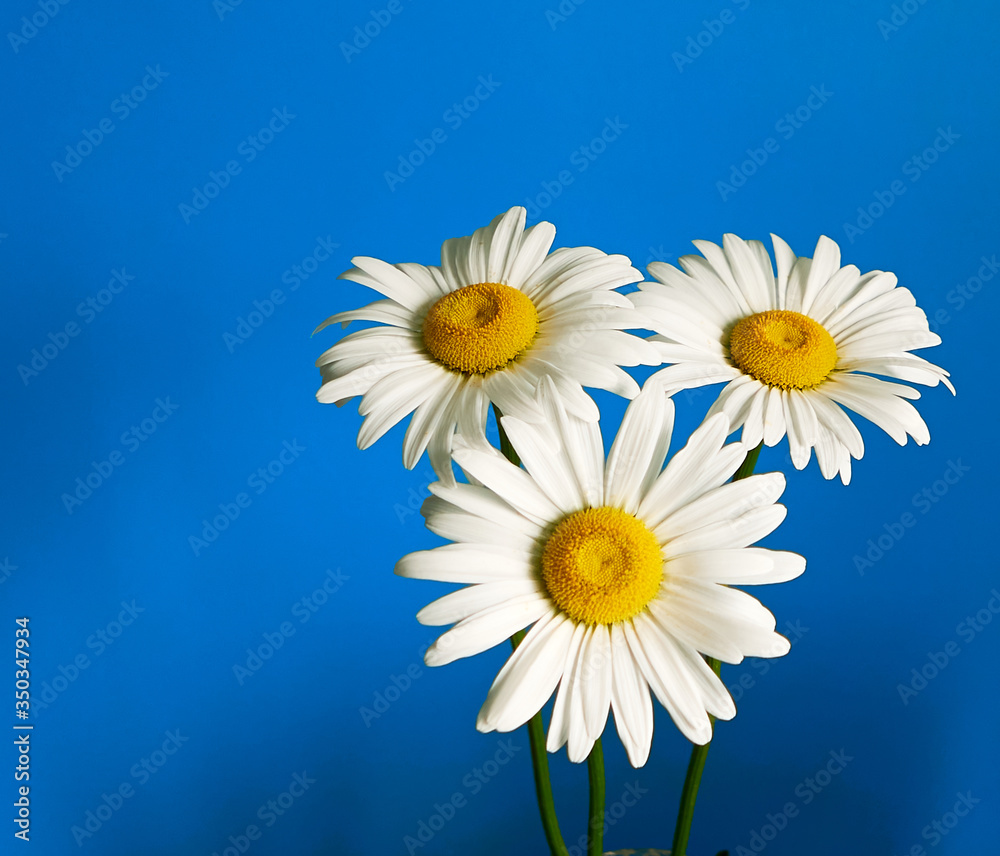 daisy flower growing on a light background daisy flower growing on a light background