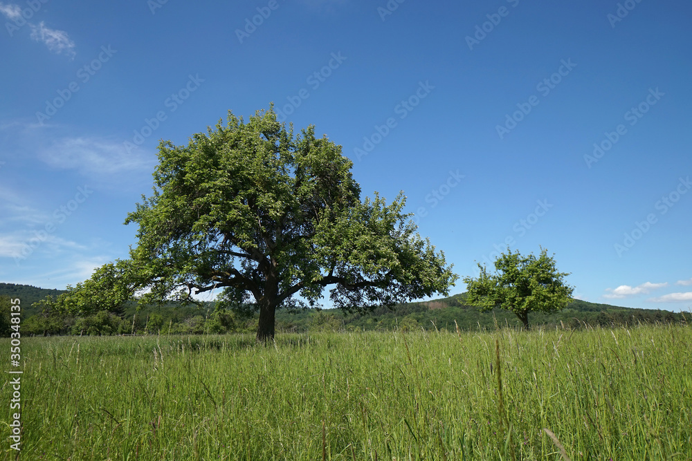 Laubbaum auf einer Wiese