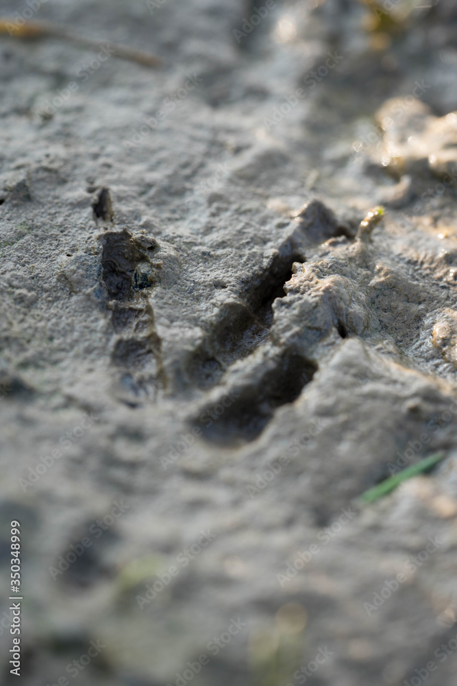 footprint of a tiny bird in the mud footprint of a tiny bird in the mud