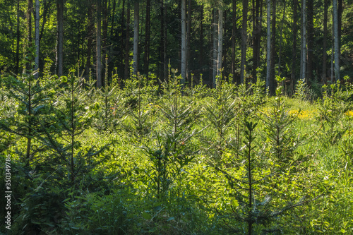Wiederaufforstung und Neubepflanzung des Mischwaldes im Fr  hjahr