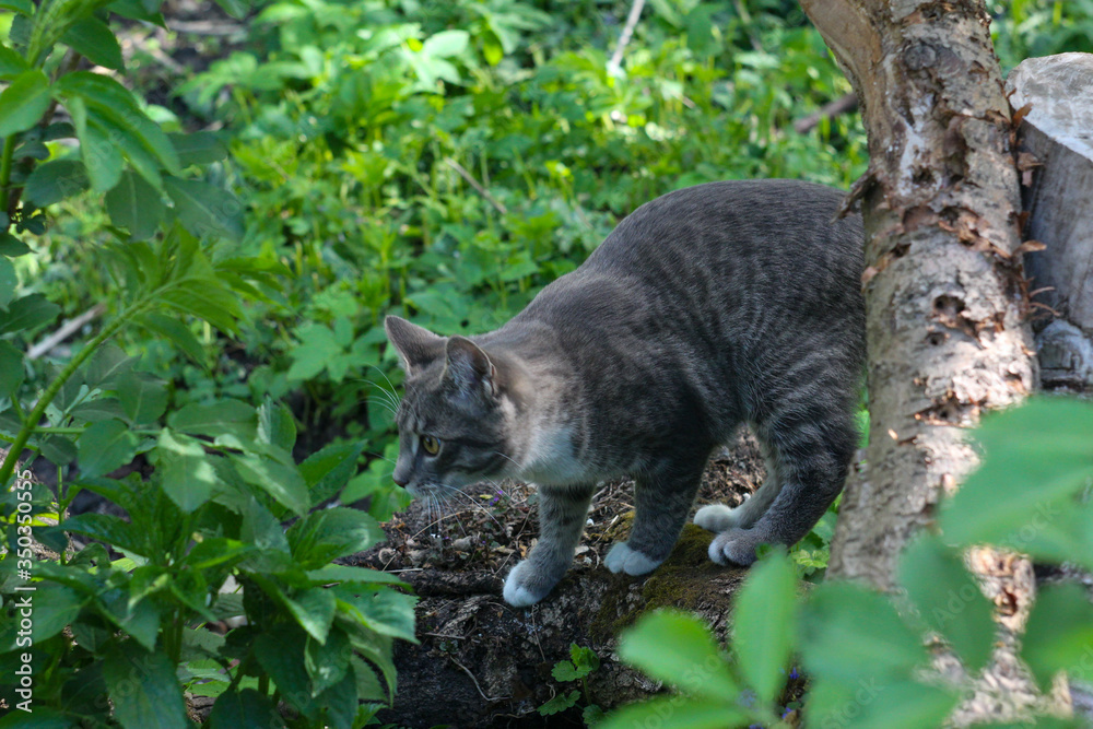 cat in the garden cat in the garden