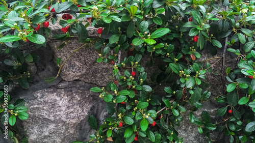 Cotoneaster dammeri bush with green leaves and red berries on a stone. Macro shooting, closeup