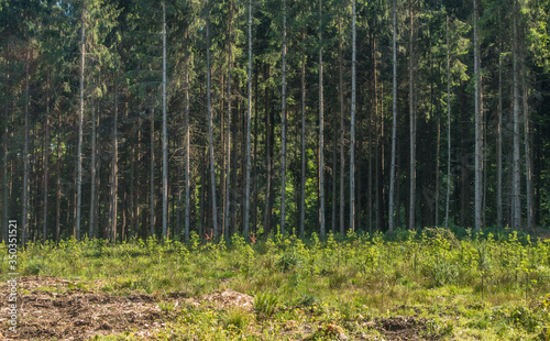 Wiederaufforstung und Neubepflanzung des Mischwaldes im Frühjahr © focus finder