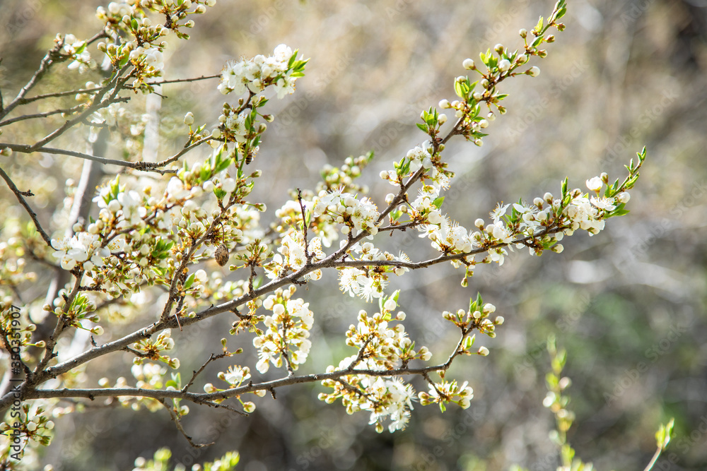 Fototapeta premium flowering tree in the garden
