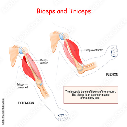 anatomy of biceps and triceps photo