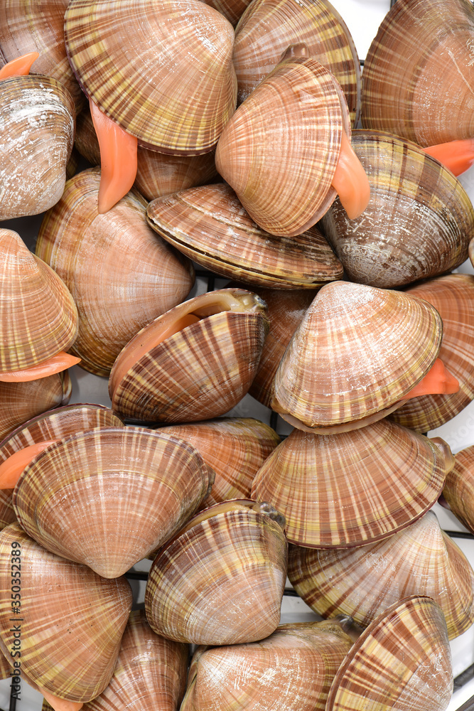 Stacked fresh raw clams on white background Stacked fresh raw clams on white background