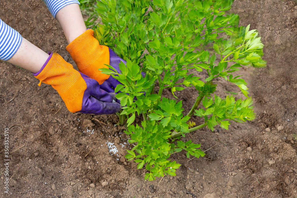 Fototapeta premium Plant care in the spring while flowering. The farmer hands in gloves weed, fertilizing to the young green bushes of parsleys.