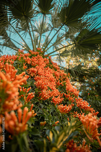Gorgeous orange flowers that surround the trunk of the palm tree.