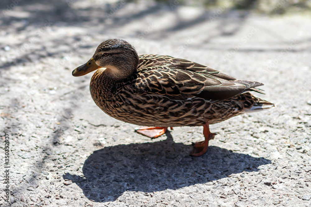 Wild female duck standing on the ground and basking in the sun. Bird idea concept Wild female duck standing on the ground and basking in the sun. Bird idea concept