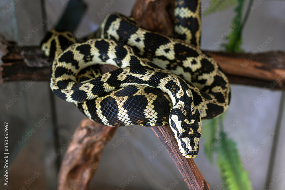 Fototapeta premium Young morelia spilota python resting after a meal. Snake basking in the sun curled in a ball on a brown branch. Close-up
