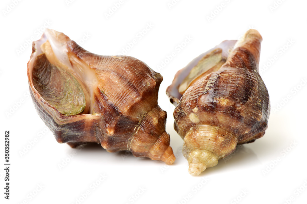 live conch on white background