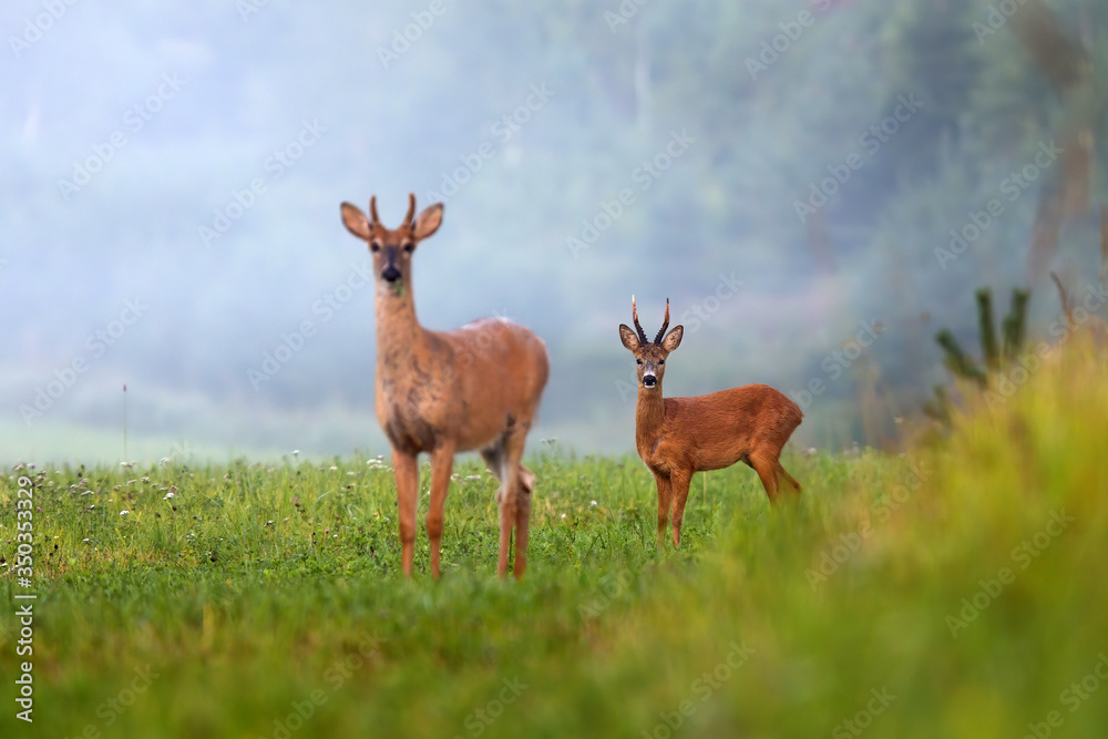 Two different species of deer on green field in summer nature. roe deer, capreolus capreolus, and white-tailed deer, odocoileus virginianus, facing camera. Two different species of deer on green field in summer nature. roe deer, capreolus capreolus, and white-tailed deer, odocoileus virginianus, facing camera.