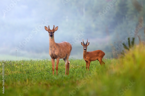 Two different species of deer on green field in summer nature. roe deer, capreolus capreolus, and white-tailed deer, odocoileus virginianus, facing camera.