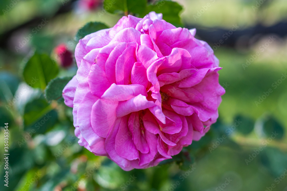 pinke Rose