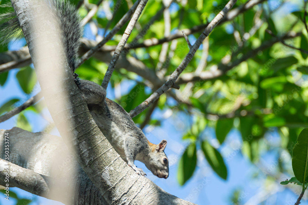 Fototapeta premium ardilla 