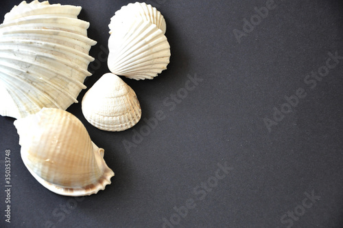 Sea Shells Decoration