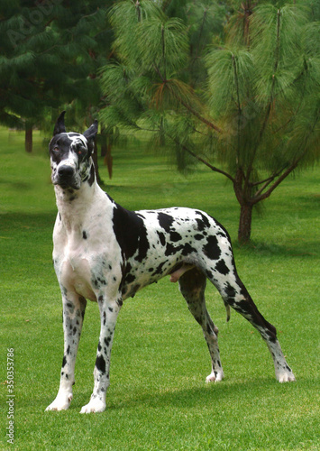 beautiful harlequins black and white dogs