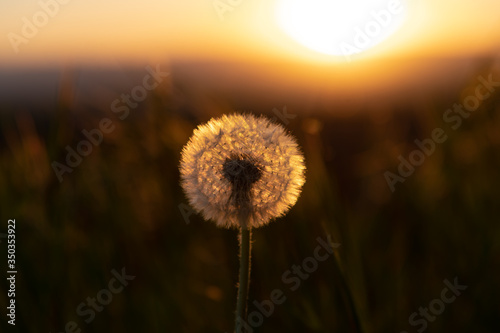 L  wenzahn im Abendrot