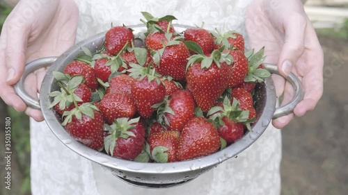 fresh farm organic strawberries only collected in the garden