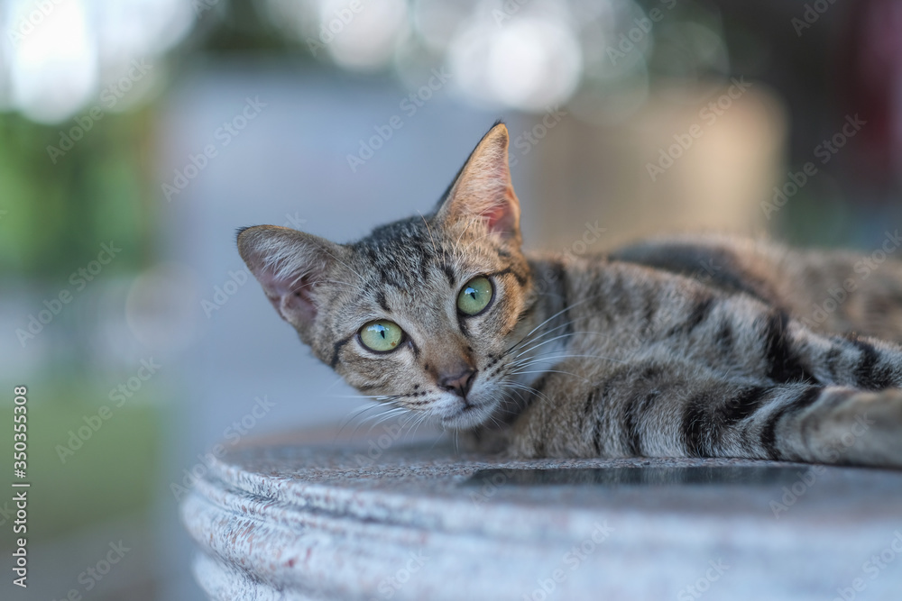 A cute cat in backyard garden and bokeh backgrounds