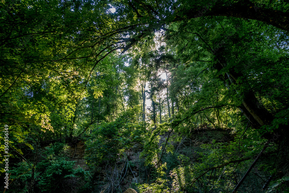 Sonnenstrahlen durchdringen dunklen Wald Sonnenstrahlen durchdringen dunklen Wald