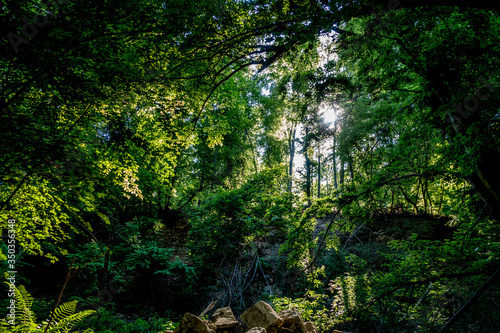 Sonnenstrahlen durchdringen dunklen Wald