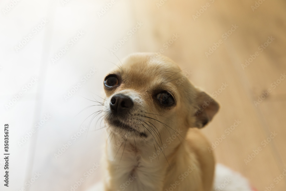 Closeup portrait of small funny beige mini chihuahua dog, puppy, isolated, wooden background