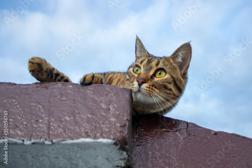 cat on the roof