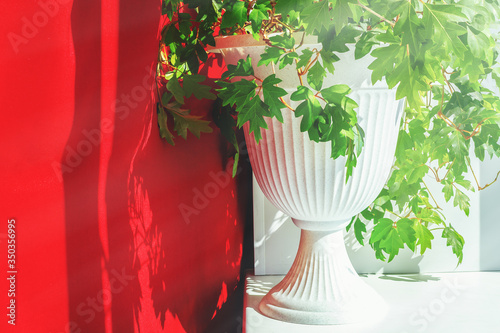 Cissus rhombifolia.Indoor plant Cissus yellow in a beautiful planter stands on a windowsill