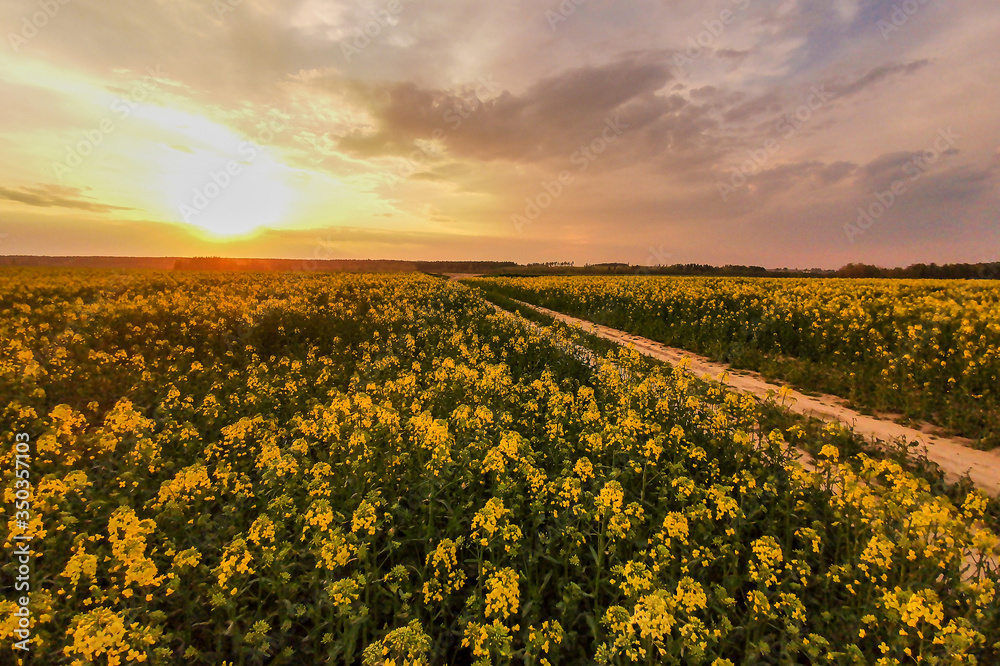 Rapeseed fields, yellow flowers at sunset, agricultural landscape with rural road, farming industry. Blooming canola flowers. Flowering rapeseed