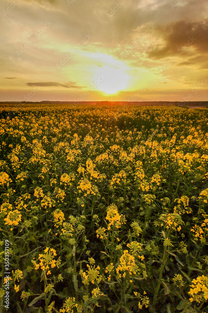 Fototapeta premium Rapeseed fields, yellow flowers at sunset light, agricultural landscape, farming industry. Blooming canola flowers