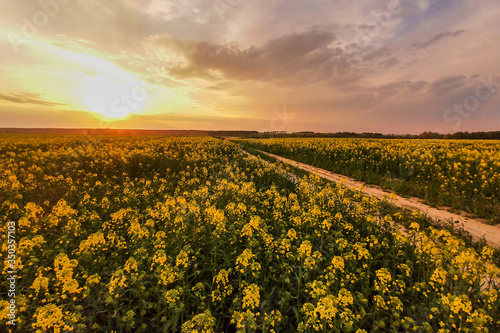 Rapeseed fields, yellow flowers at sunset, agricultural landscape with rural road, farming industry. Blooming canola flowers. Flowering rapeseed © mikeosphoto
