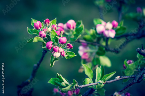 apple flower buds on a green background