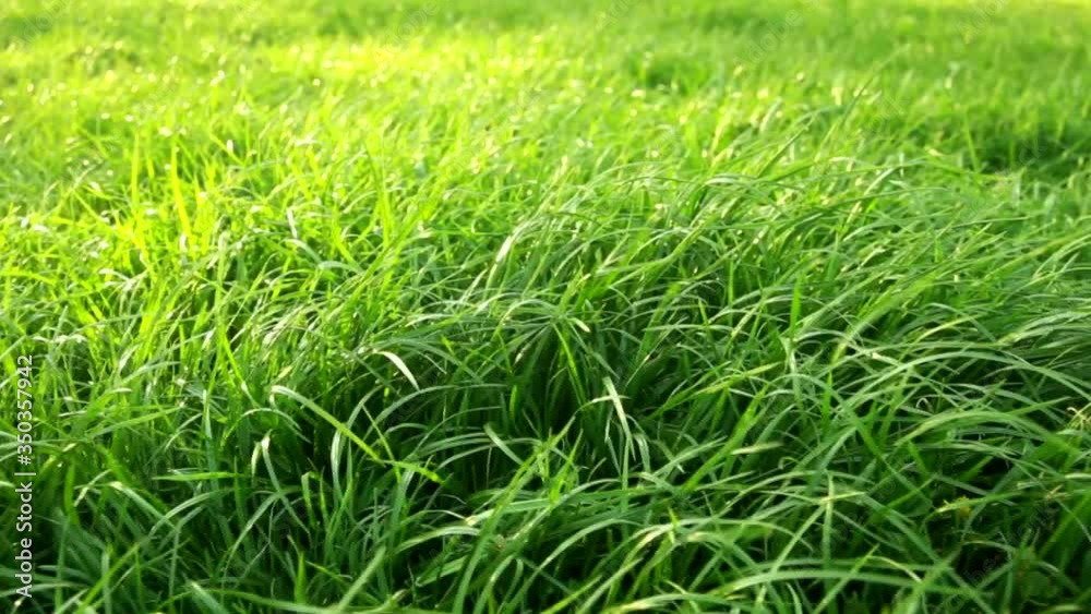 Blades of grass blowing in the wind, Close up. Summer fresh wind slow motion. Save the earth concept Blades of grass blowing in the wind, Close up. Summer fresh wind slow motion. Save the earth concept