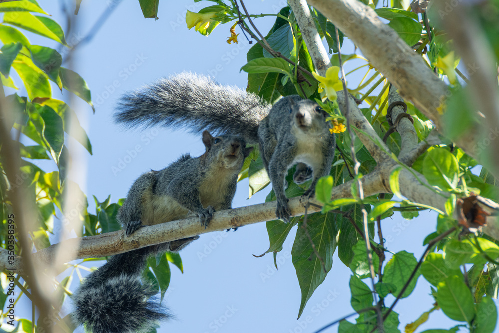 Obraz premium ardilla 