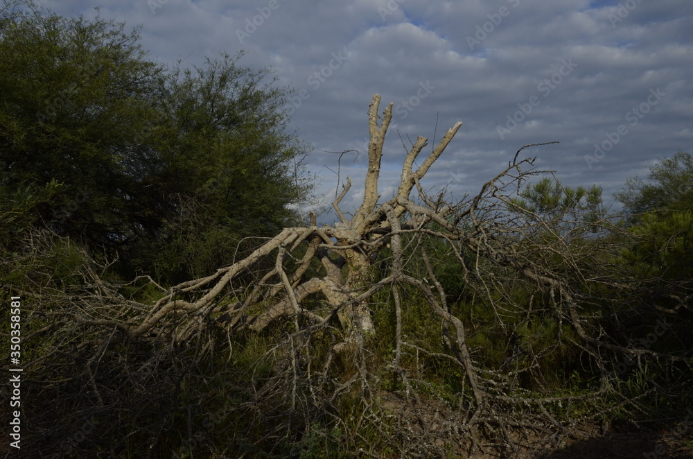 Bosque santiago del estero