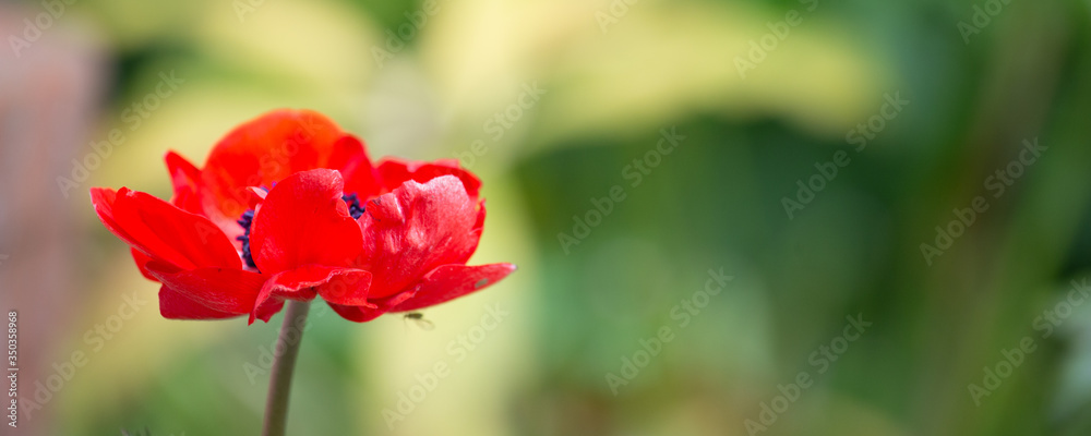 Banner with pink spring flower Poppy Anemone (Anemone coronaria) iin natura context with copy space. Banner with pink spring flower Poppy Anemone (Anemone coronaria) iin natura context with copy space.