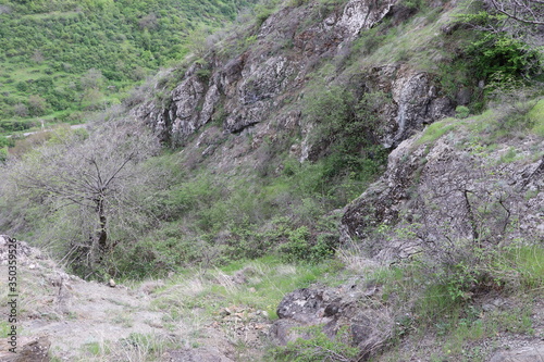 A tree grew between the rocks in the canyon. There are BlackBerry bushes near the tree. Soon the tree will turn green and the brambles will blossom